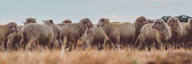 Aufnahme von Schafen auf einer Wiese