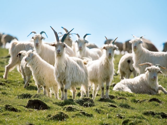 Ziegen auf einer Wiese im Sonnenschein