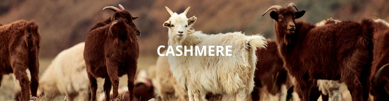 Cashmere | Walbusch