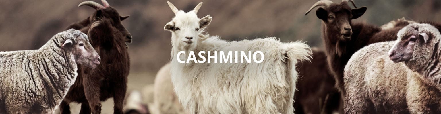 Cashmino | Walbusch