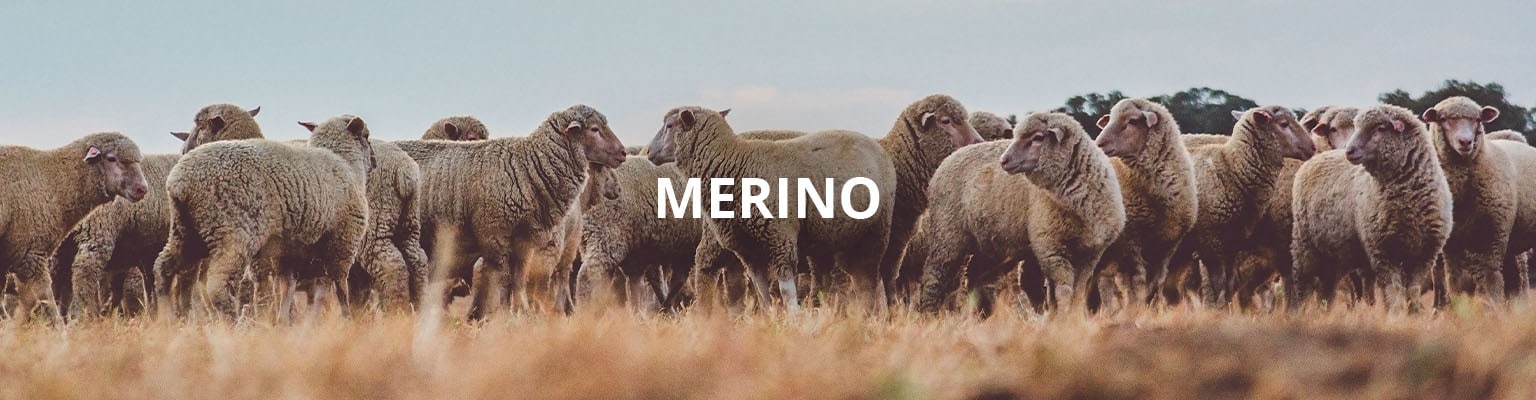 Merino | Walbusch