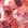 Orange/Pink Orange/Pink