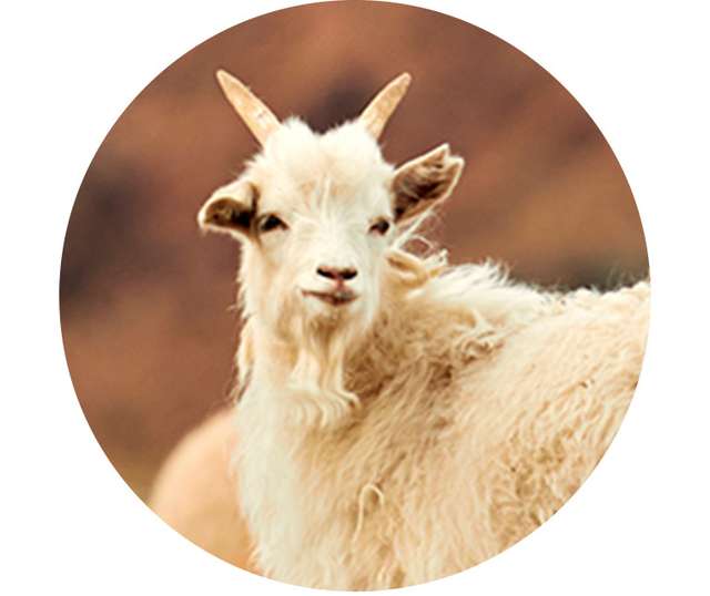 Cashmere Stoff in der Nahaufnahme Angezeigt beim Hover