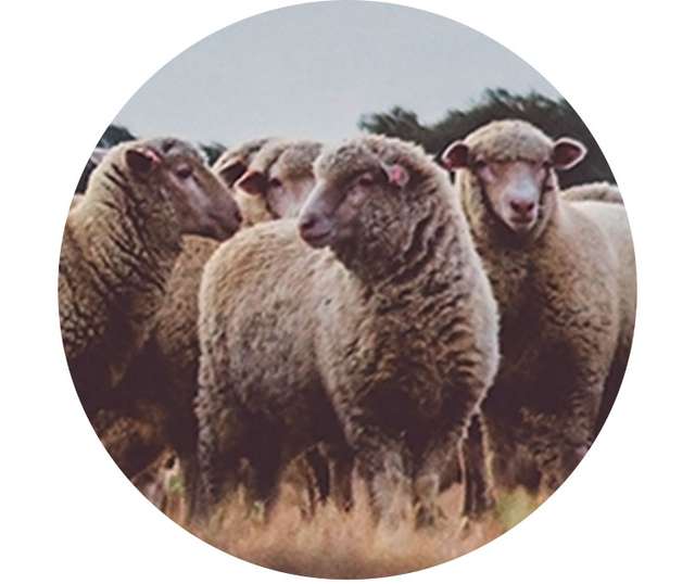 Merino Wolle in der Nahaufnahme Angezeigt beim Hover