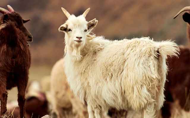 Cachmere Edelwolle. Bild von Cashmere Ziegen.
